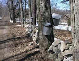 Maple Trees with Buckets