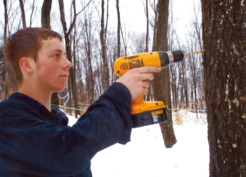 Drilling Maple Sap Lines