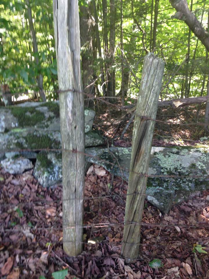 old barbed wire fencing in the woods