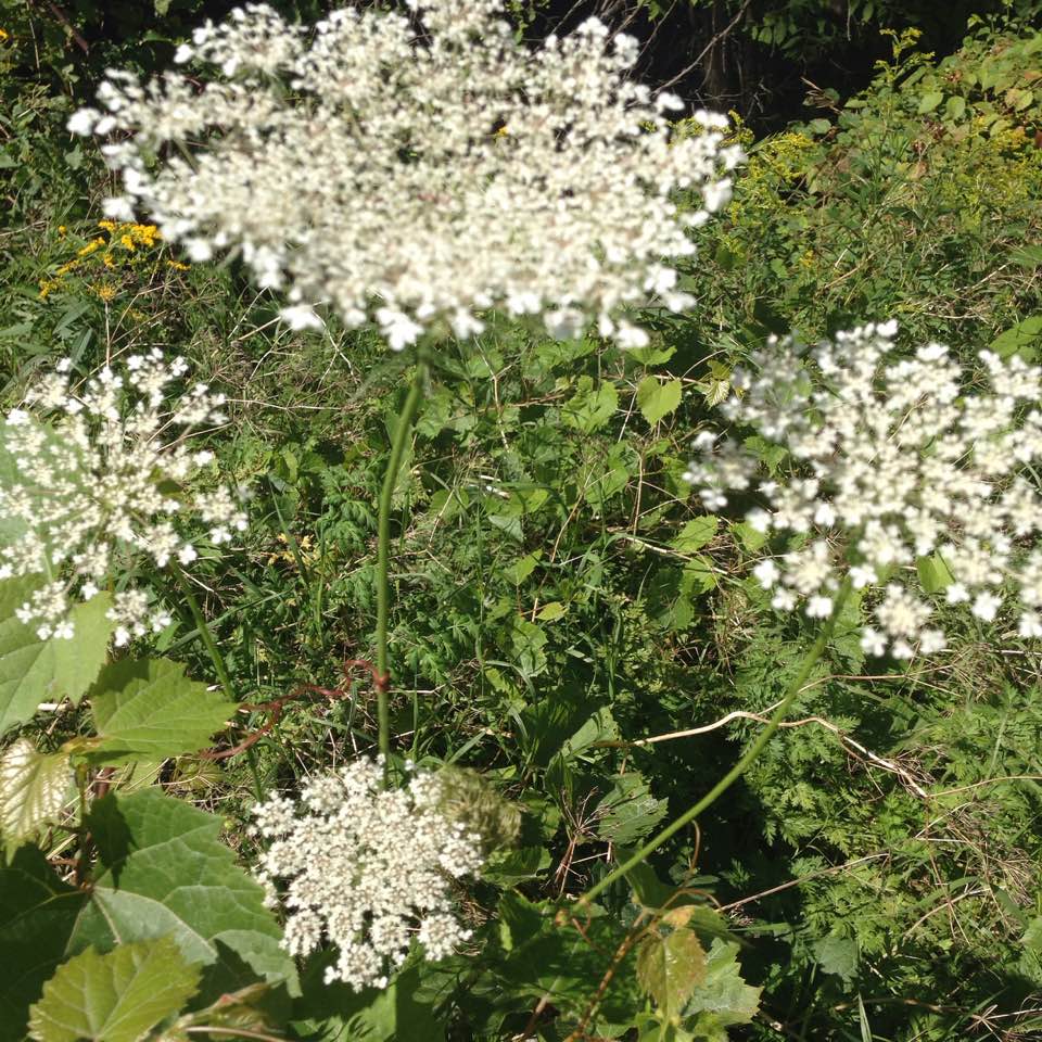 Queen Anne's Lace