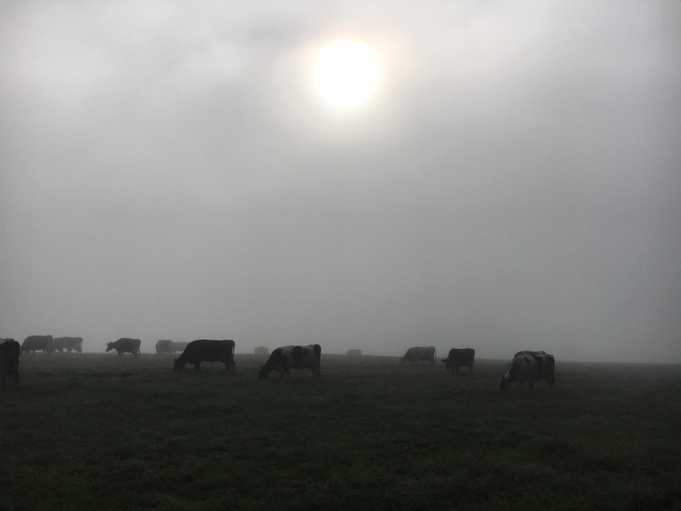 Cows in a foggy field