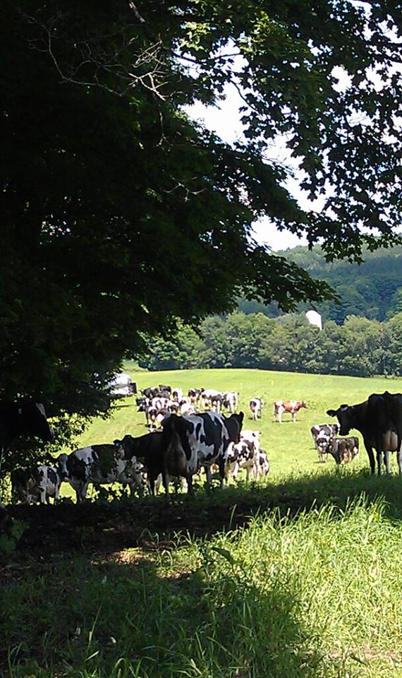 cows eating green grass by a tree