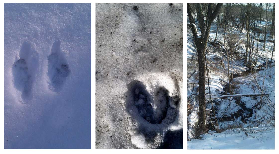 collage of photos of deer tracks and a brook