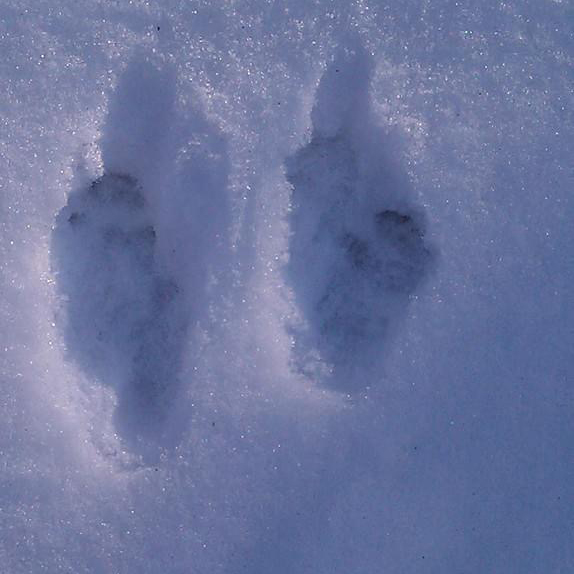 fresh animal tracks in snow