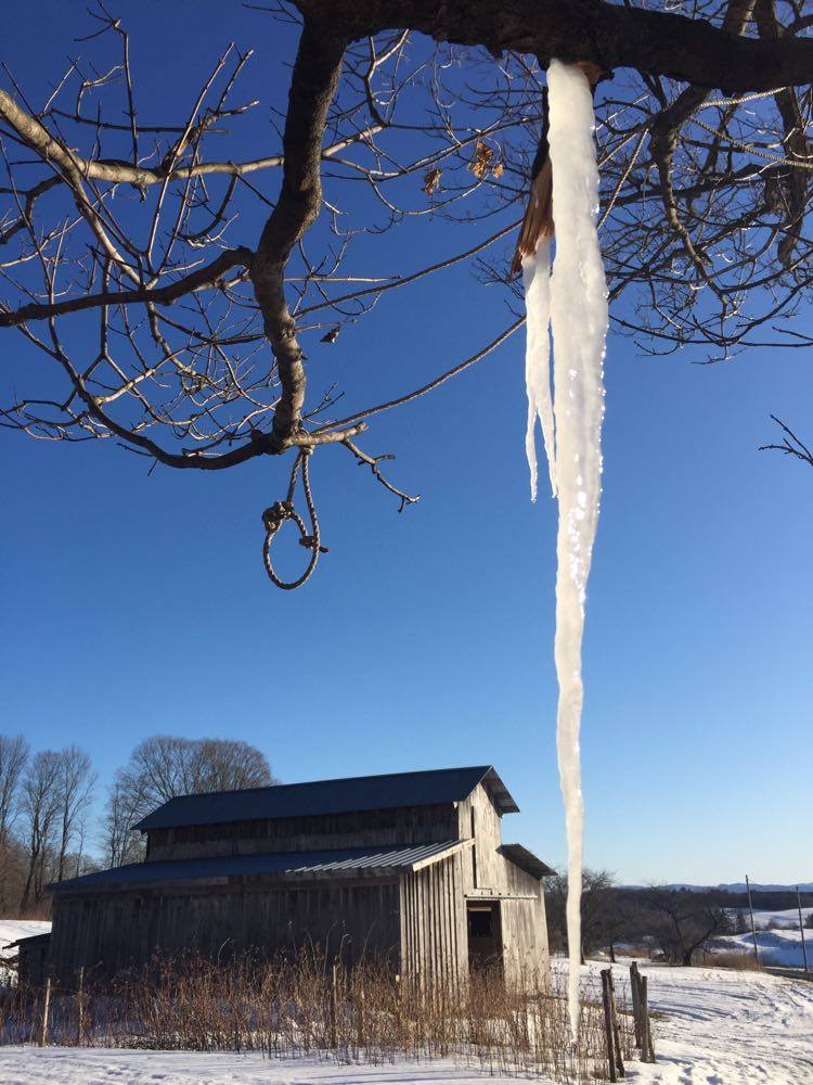 sap icicle near a barn in winter