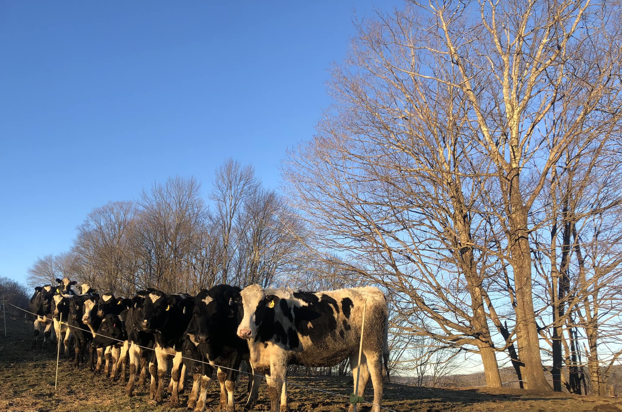 dairy farm cattle