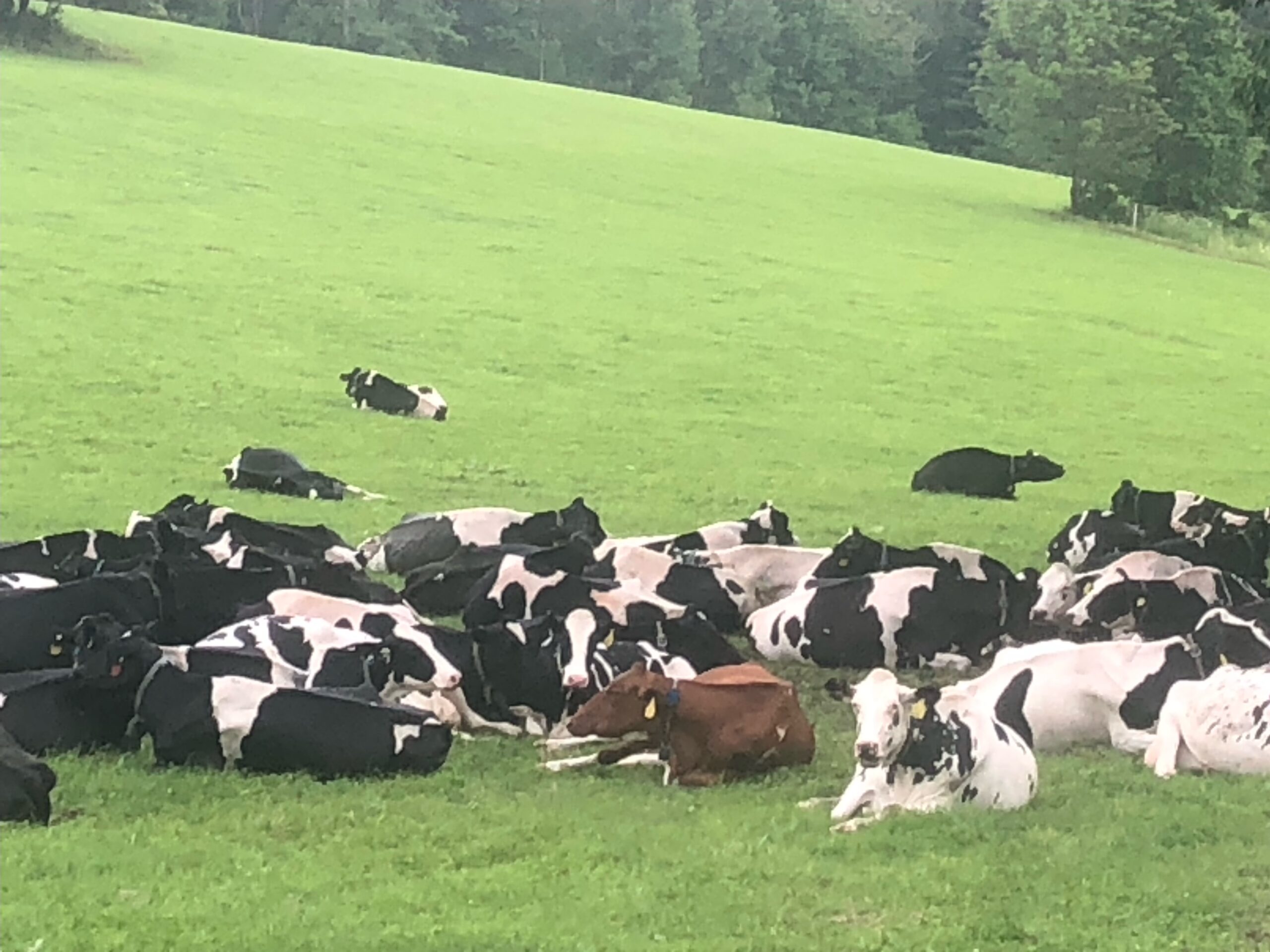 cows laying in a Vermont field