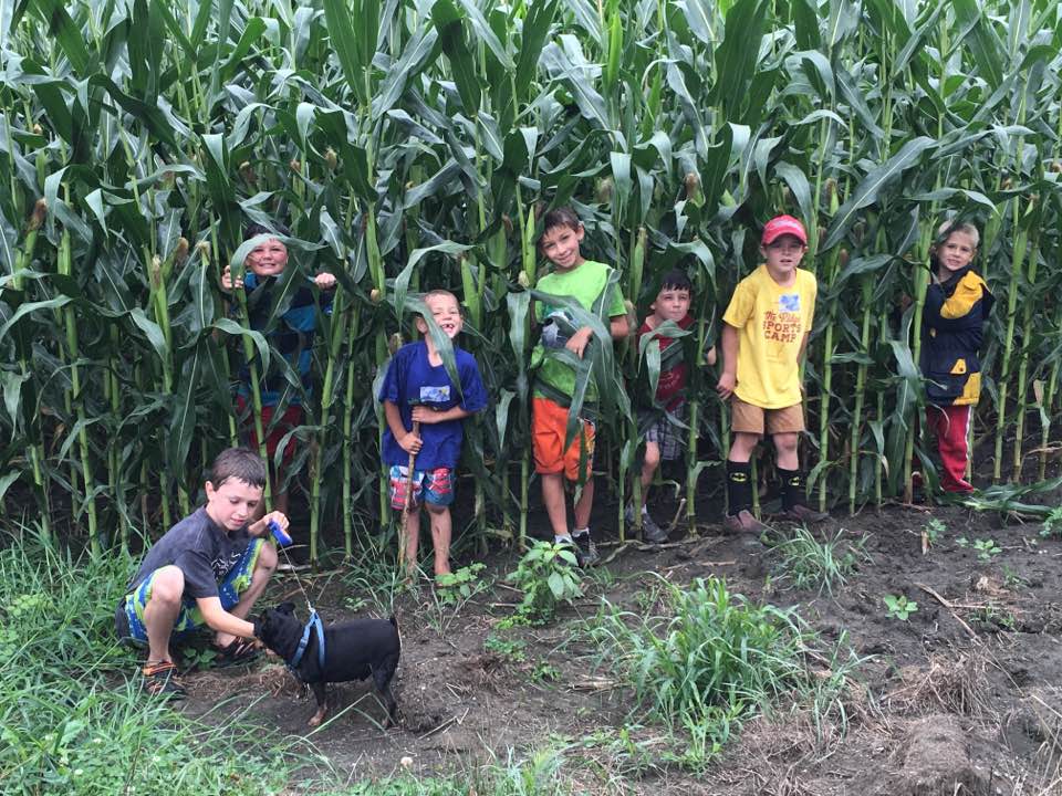 THE AMAZING CORN MAZE
