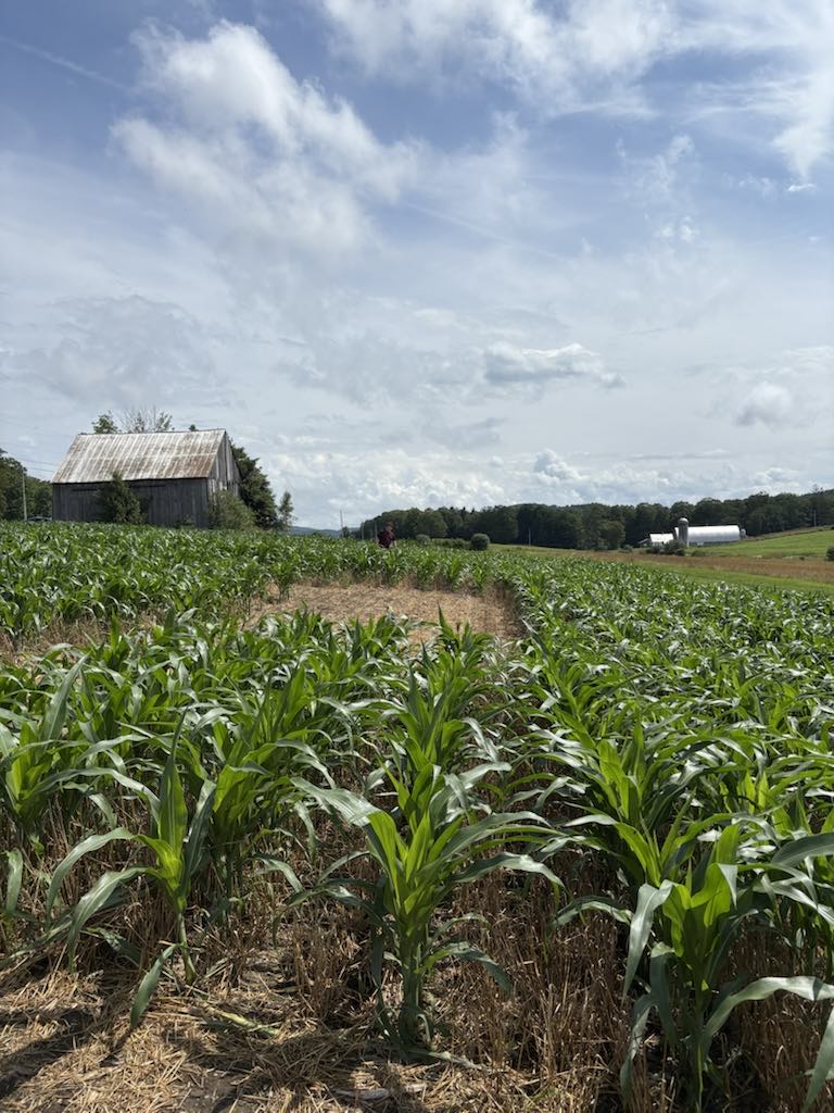 Five-acre corn maze at Silloway Maple in Randolph Center, Vermont