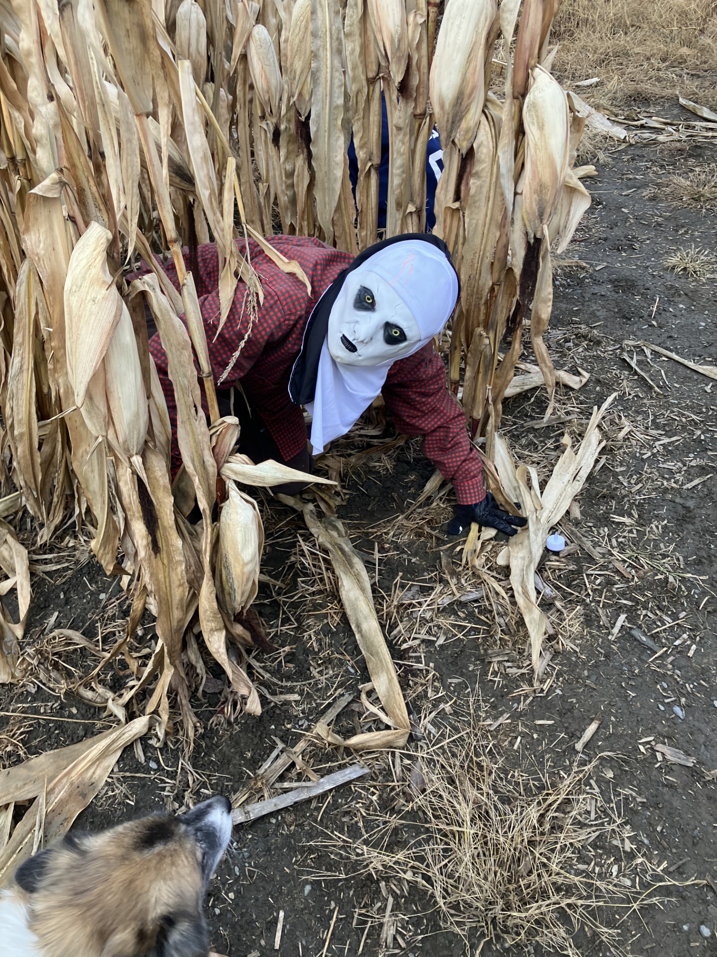 Haunted corn maze in Central Vermont at Silloway Maple